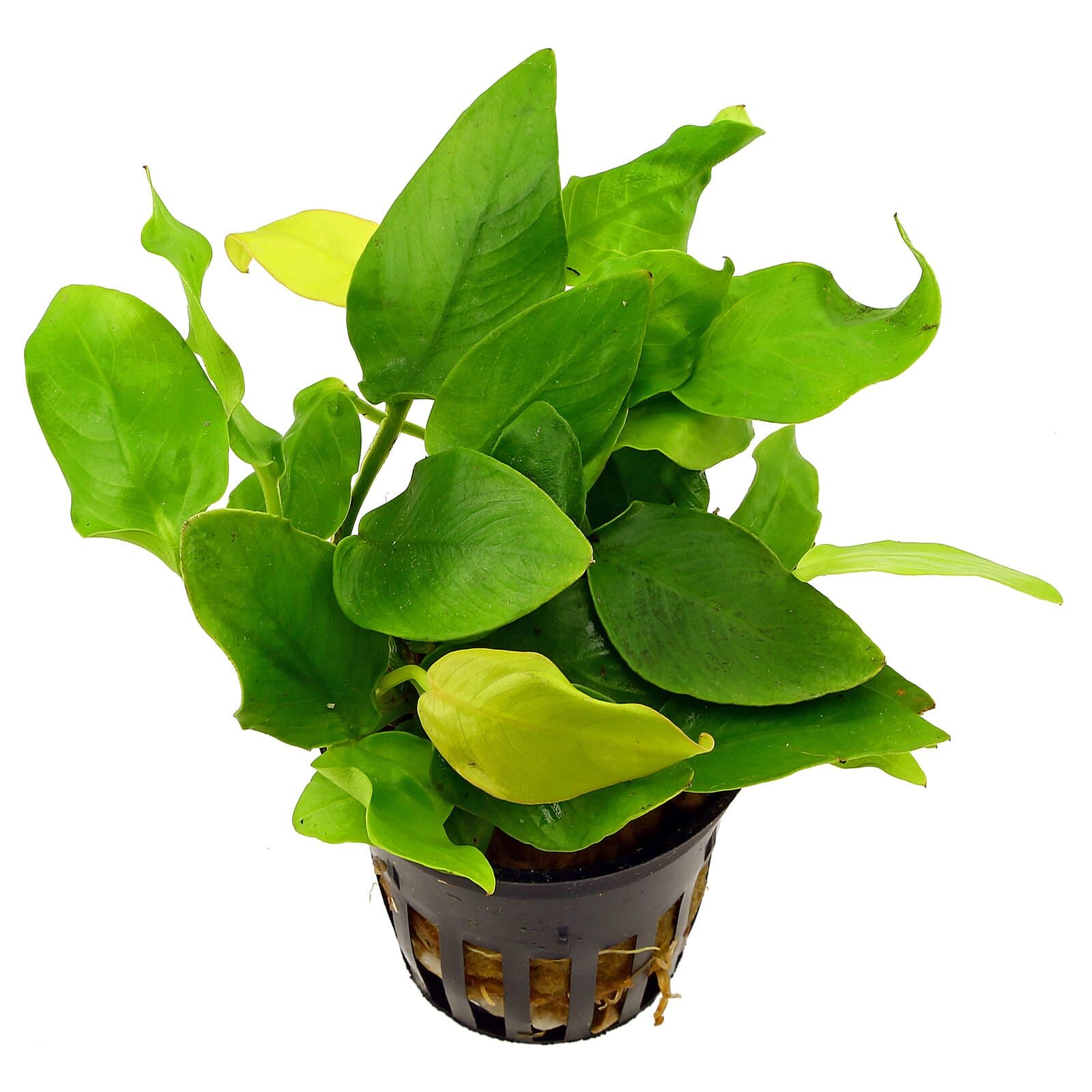 Anubias barteri var. nana 'Golden Heart'