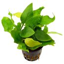 Anubias barteri var. nana Golden Heart