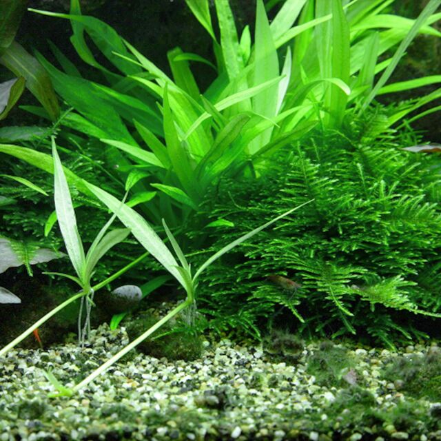 Helanthium bolivianum "quadricostatus"