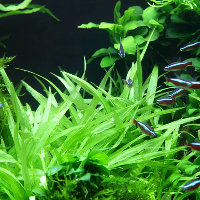 Helanthium bolivianum "quadricostatus"