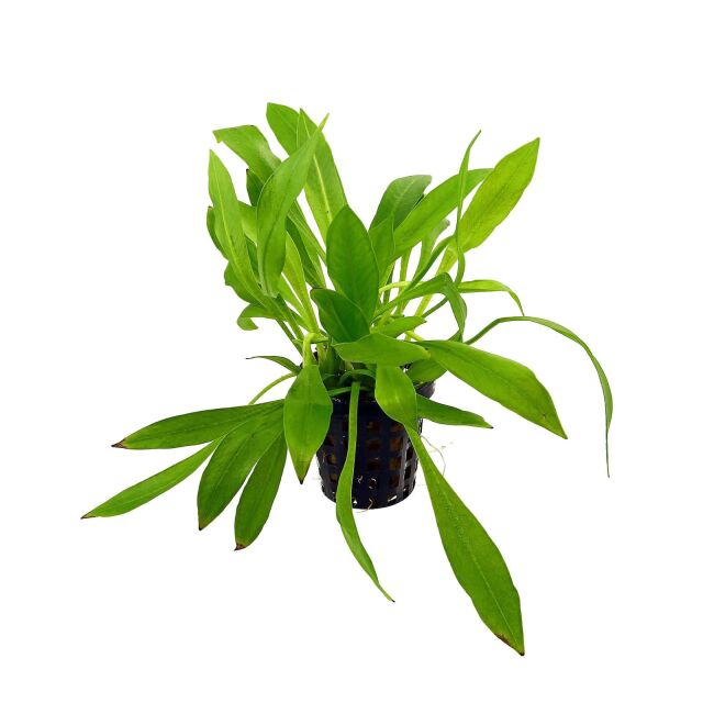 Helanthium bolivianum "quadricostatus"