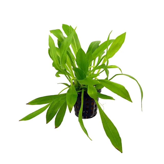 Helanthium bolivianum "quadricostatus" - Topf