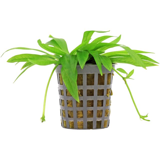 Helanthium bolivianum "quadricostatus"