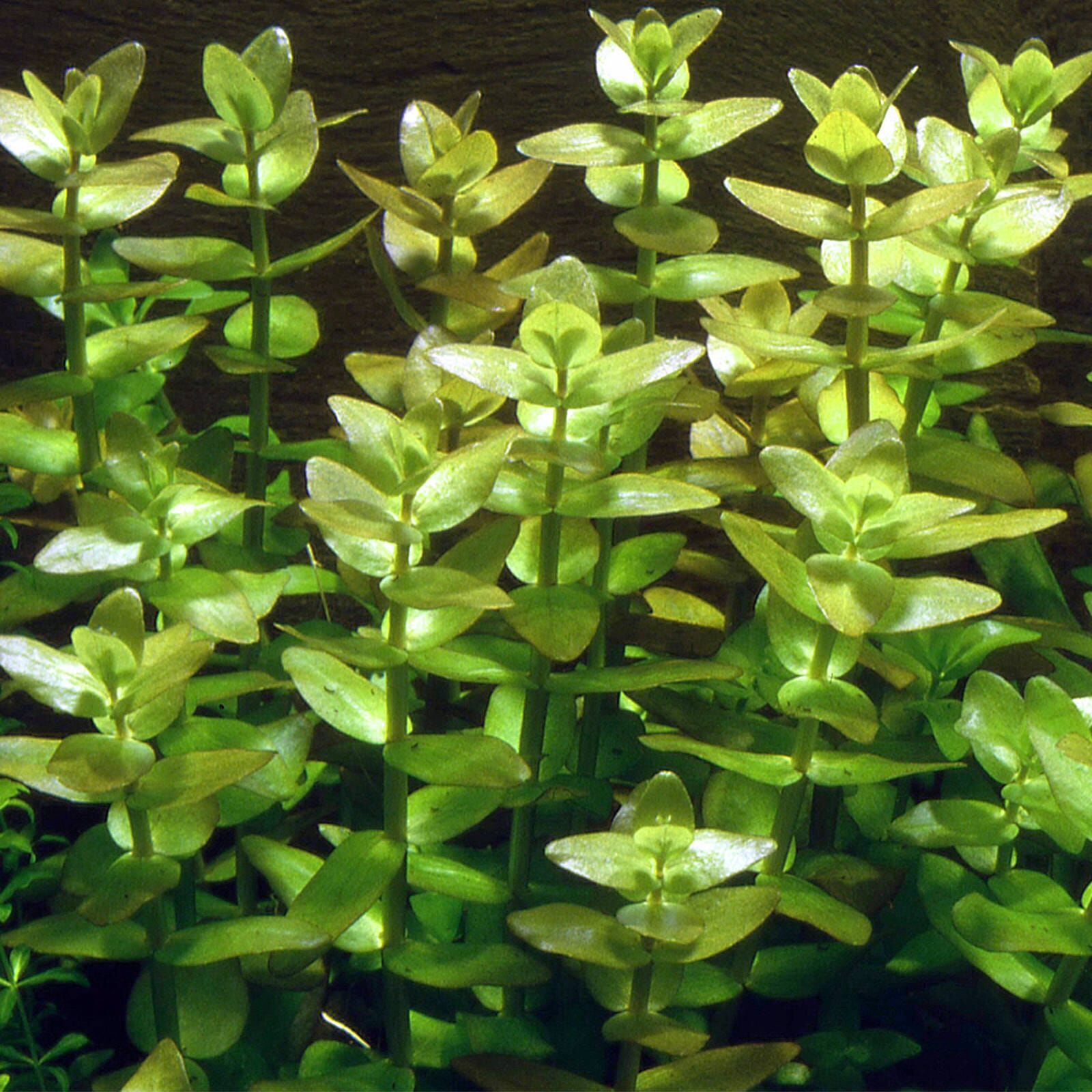 Bacopa Caroliniana Aquasabi Aquarium Shop