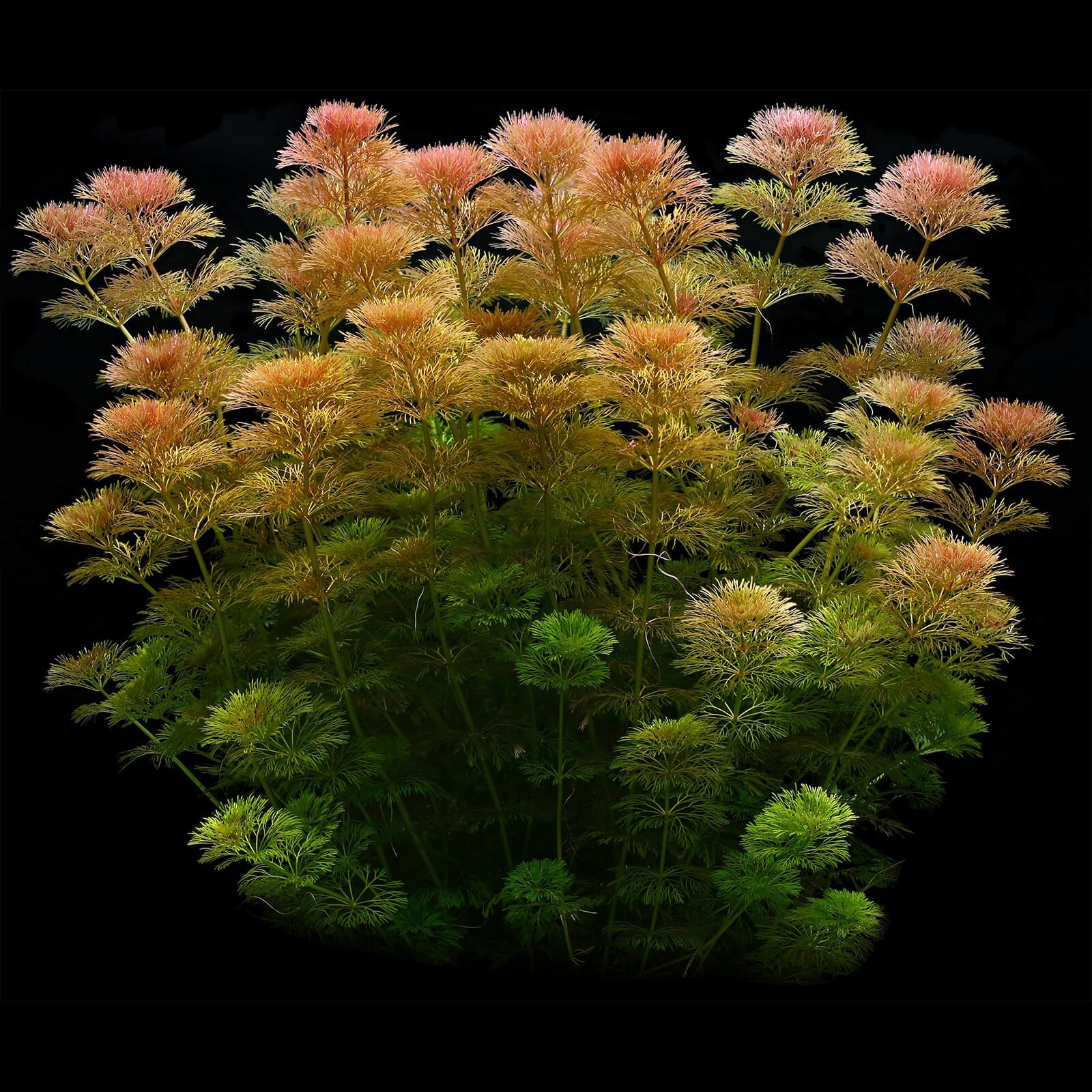 Limnophila sessiliflora