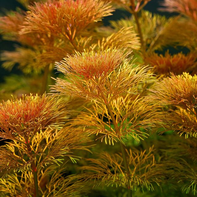 Limnophila sessiliflora