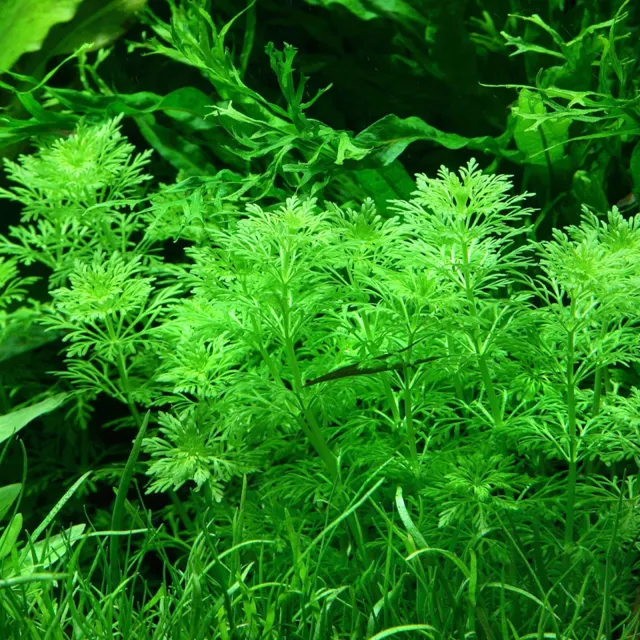 Limnophila sessiliflora