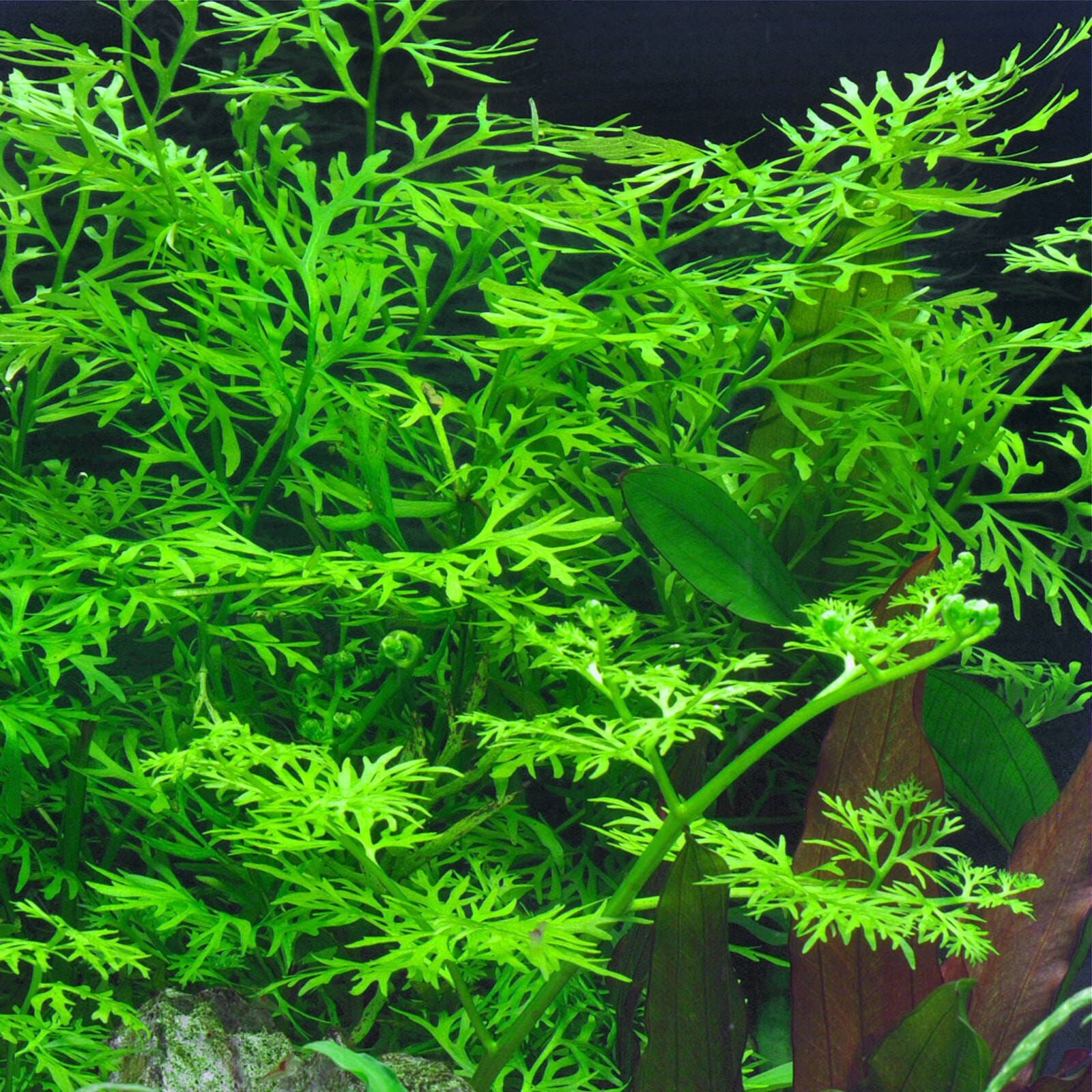 Ceratopteris thalictroides Aquasabi Aquarium Shop