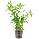 Limnophila aromatica