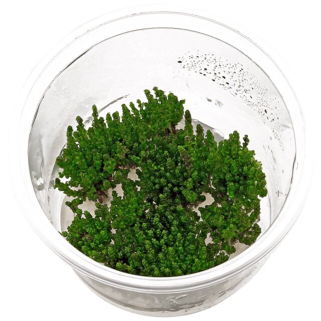 Rotala macrandra 'Pearl'