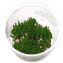 Rotala macrandra Pearl