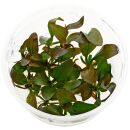 Echinodorus Hot Pepper