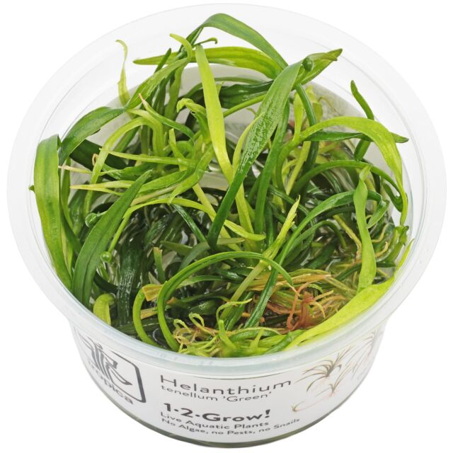 Helanthium tenellum &quot;green&quot;