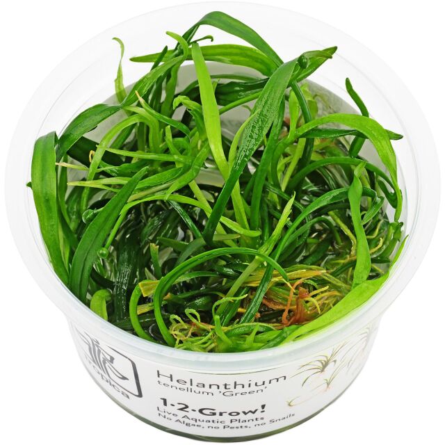 Helanthium tenellum "Green"