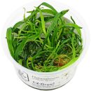 Helanthium tenellum "green" - 1-2-GROW!