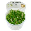 Helanthium tenellum "parvulum" - 1-2-GROW!