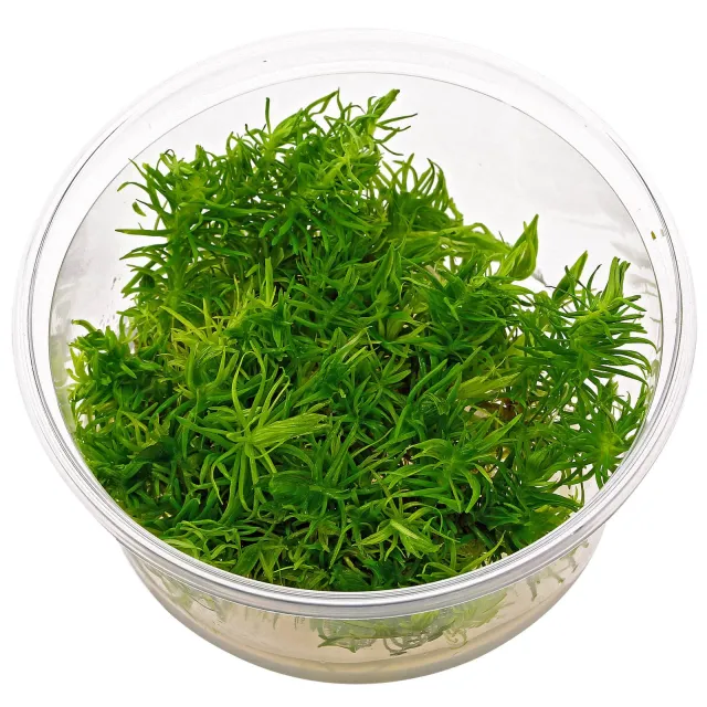 Pogostemon deccanensis ("erectus") - in Vitro XL