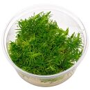Pogostemon deccanensis ("erectus") - in Vitro XL