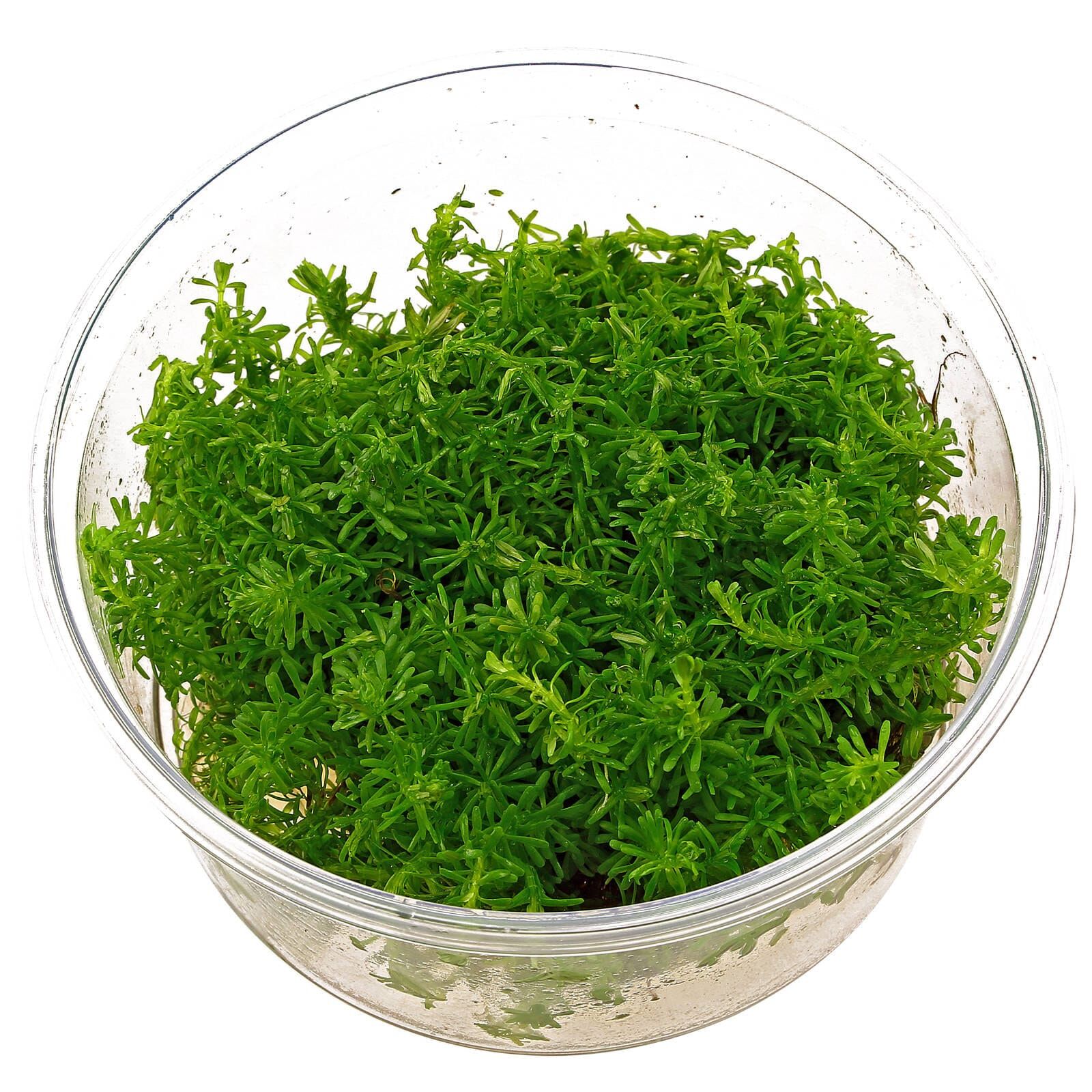 Rotala sp. "Nanjenshan"