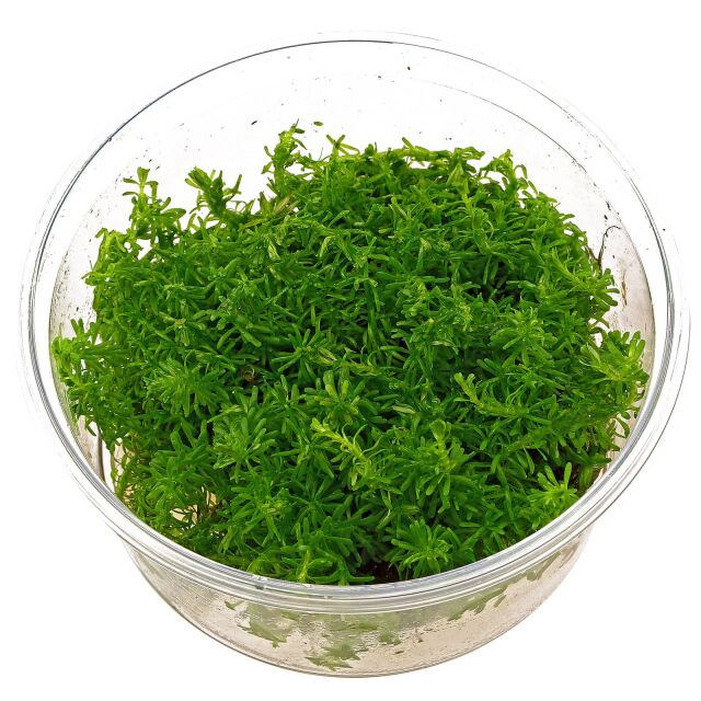 Rotala sp. &quot;Nanjenshan&quot; - in Vitro XL