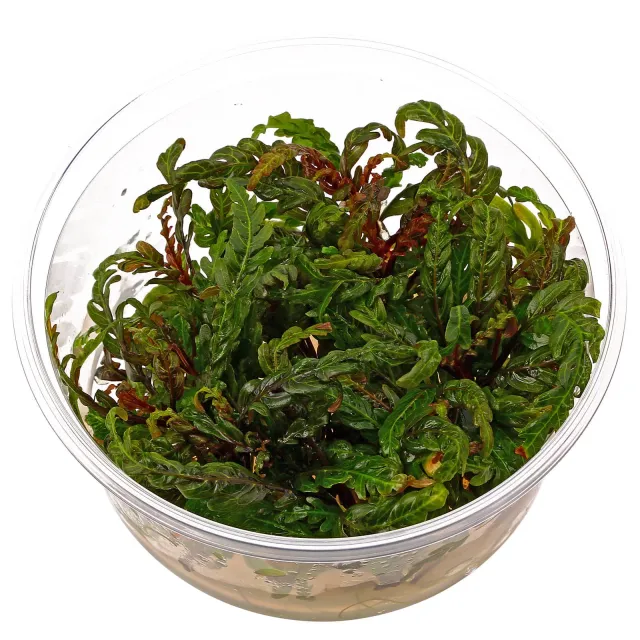 Hygrophila pinnatifida - in Vitro XL