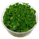 Lobelia cardinalis Mini - in Vitro XL