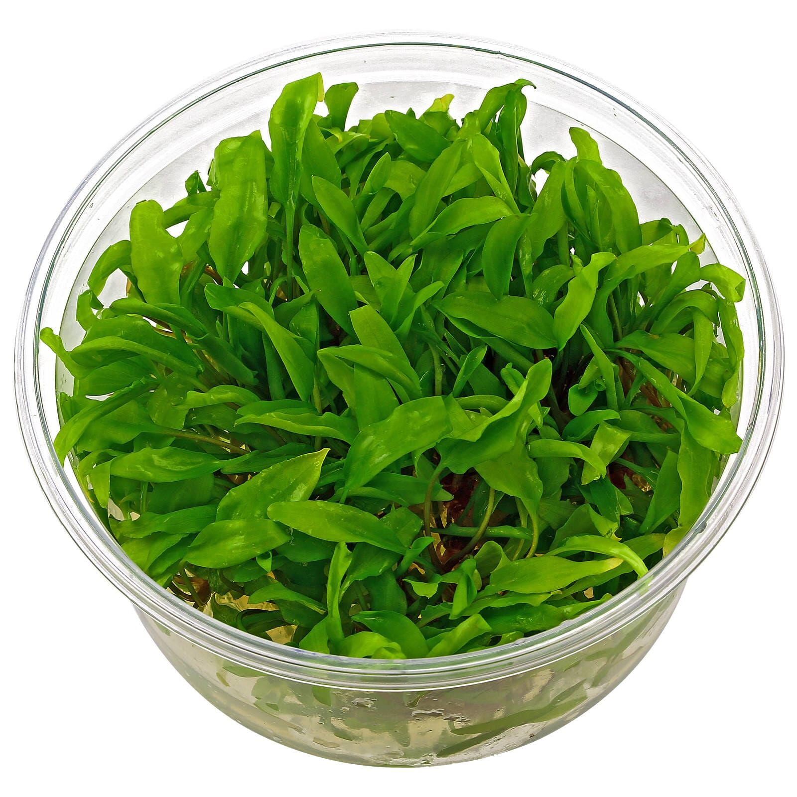 Cryptocoryne wendtii "Green"