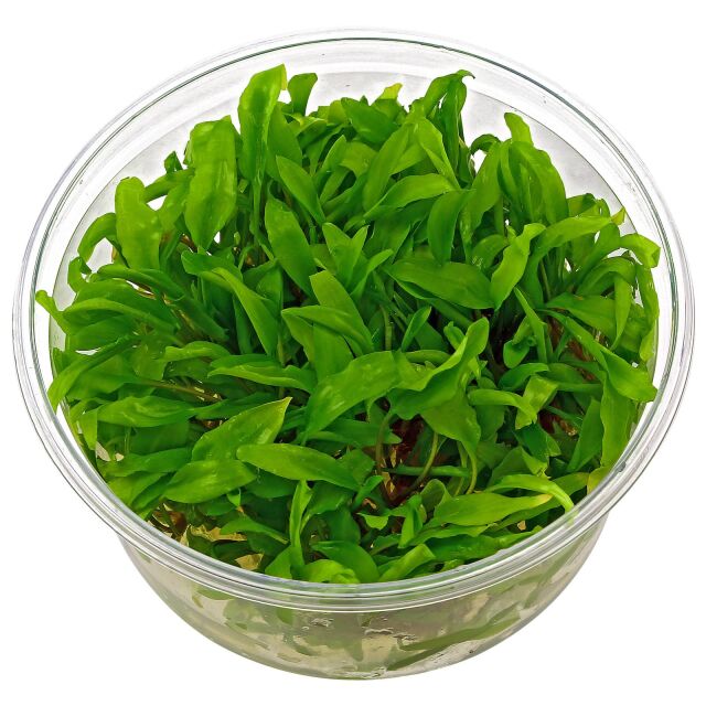 Cryptocoryne wendtii "grün" - in Vitro XL
