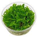 Cryptocoryne wendtii "Green" - in Vitro XL