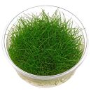Eleocharis acicularis - in Vitro XL