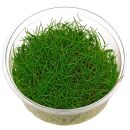 Eleocharis sp. Mini - in Vitro XL