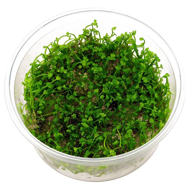 Marsilea crenata - in Vitro XL