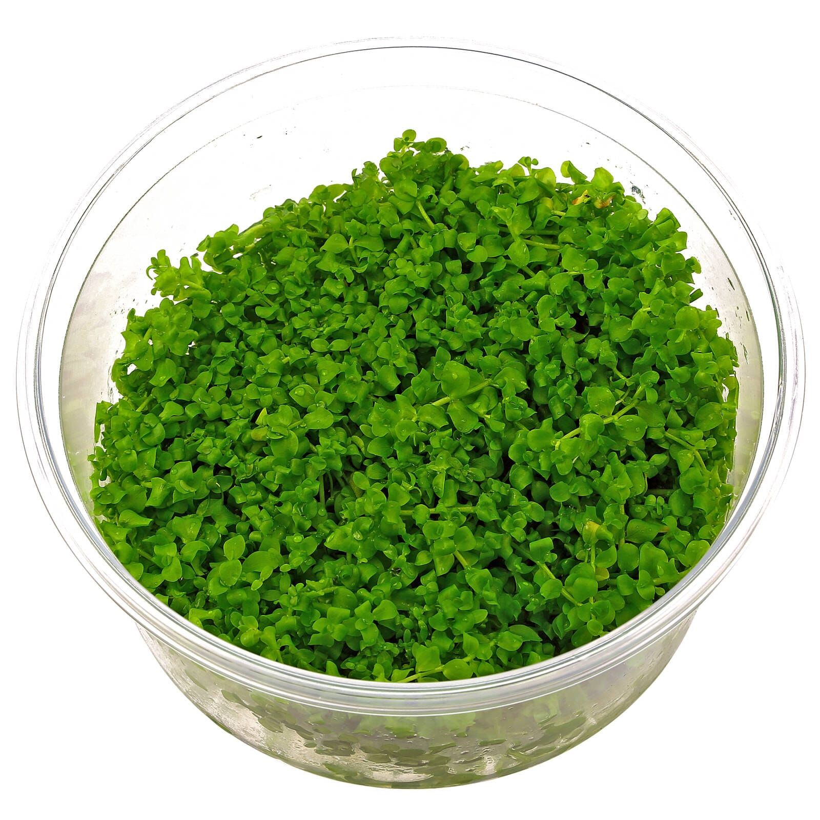 Micranthemum tweediei ("Montecarlo-3")