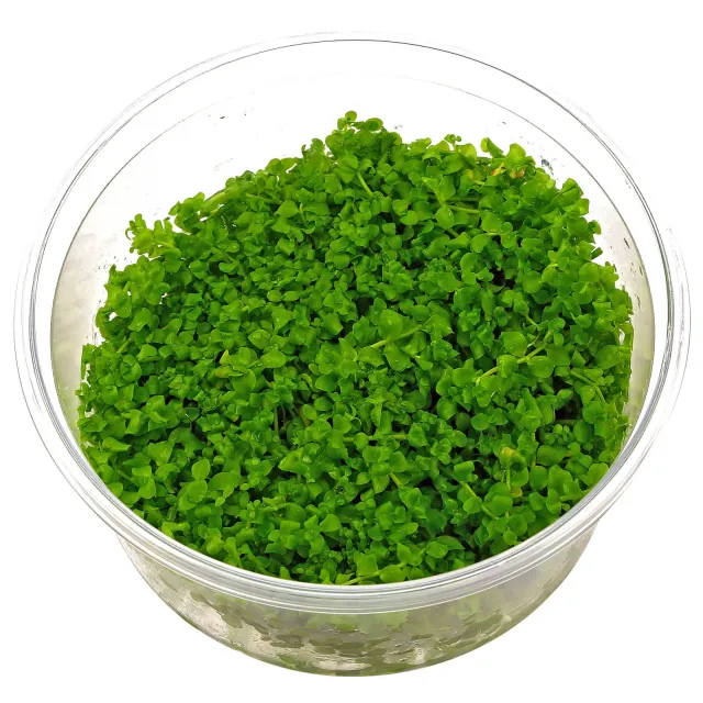 Micranthemum tweediei ("Montecarlo-3") - in Vitro XL