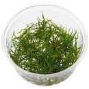 Helanthium tenellum ("Red") - in Vitro XL