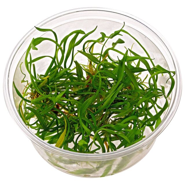 Helanthium tenellum &quot;green&quot;