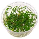 Helanthium tenellum "green" - in Vitro XL