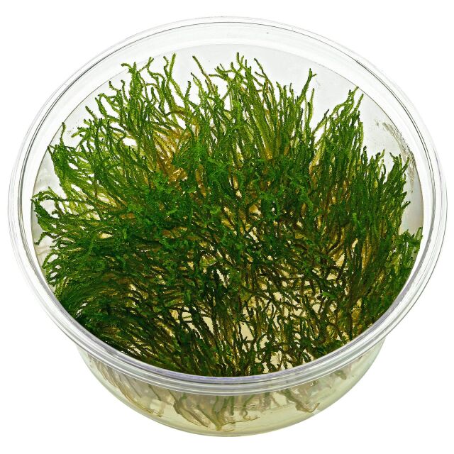 Taxiphyllum sp. "Flame Moss"