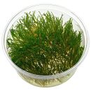 Taxiphyllum sp. "Flame Moss" - in Vitro XL