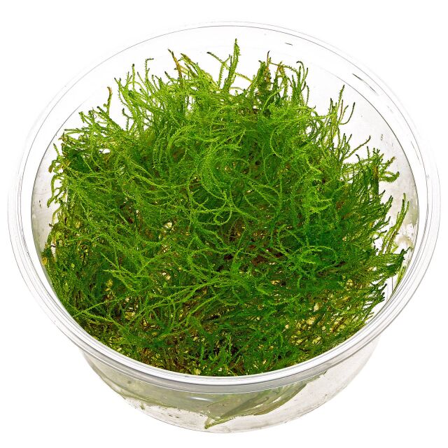 Taxiphyllum alternans &quot;Taiwan Moss&quot; - in Vitro XL