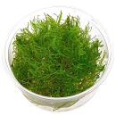 Taxiphyllum alternans "Taiwan Moss" - in Vitro XL