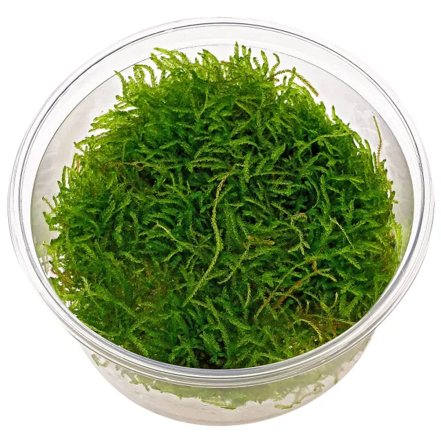 Taxiphyllum barbieri "Javamoos" - in Vitro XL