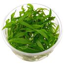 Helanthium bolivianum "Latifolius" - in Vitro XL