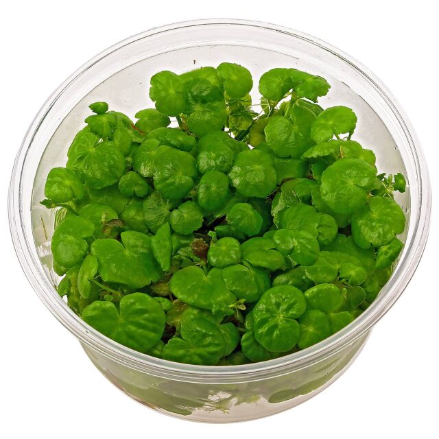 Hydrocotyle leucocephala - in Vitro XL