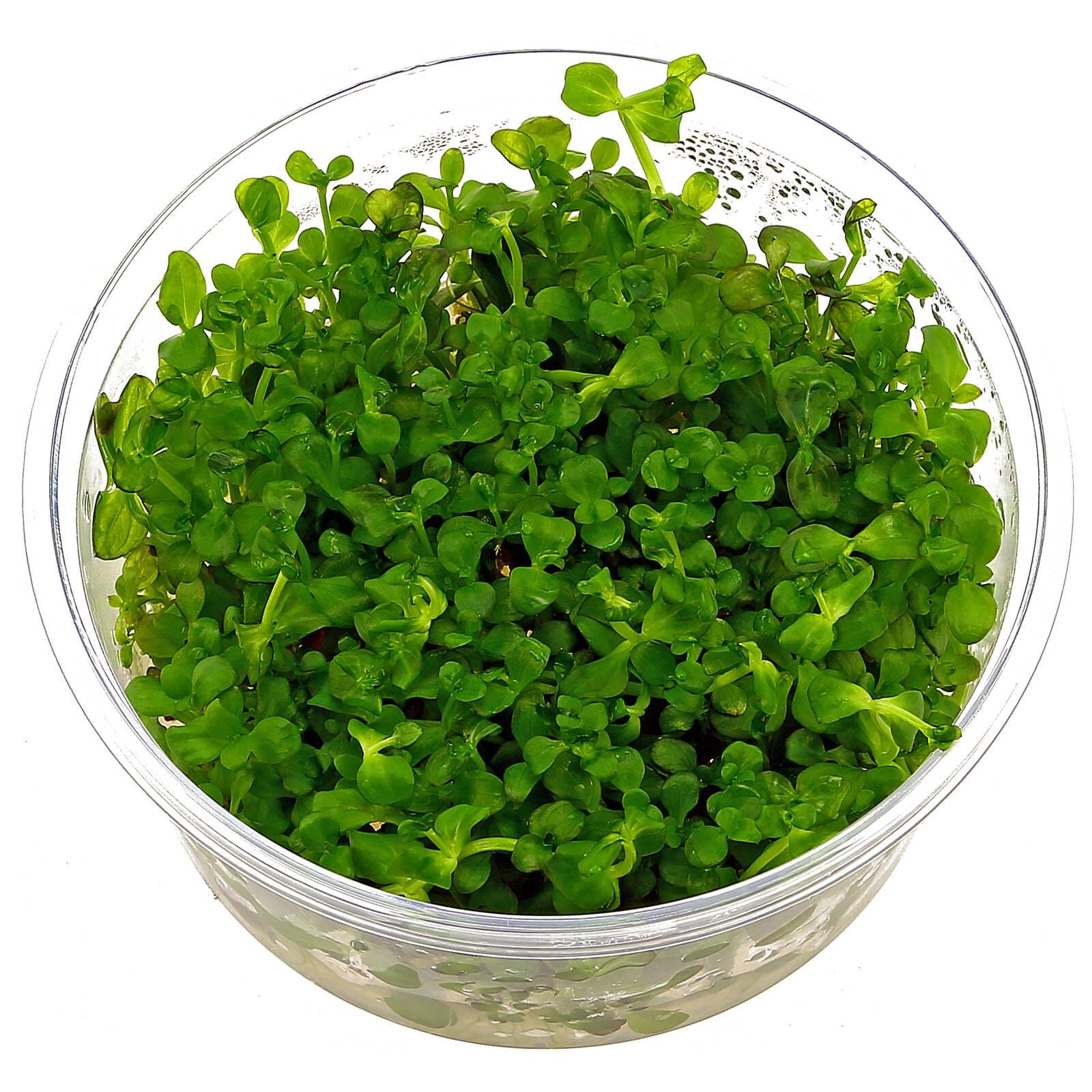 Lindernia sp. "India"