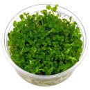 Lindernia sp. "India" - in Vitro XL