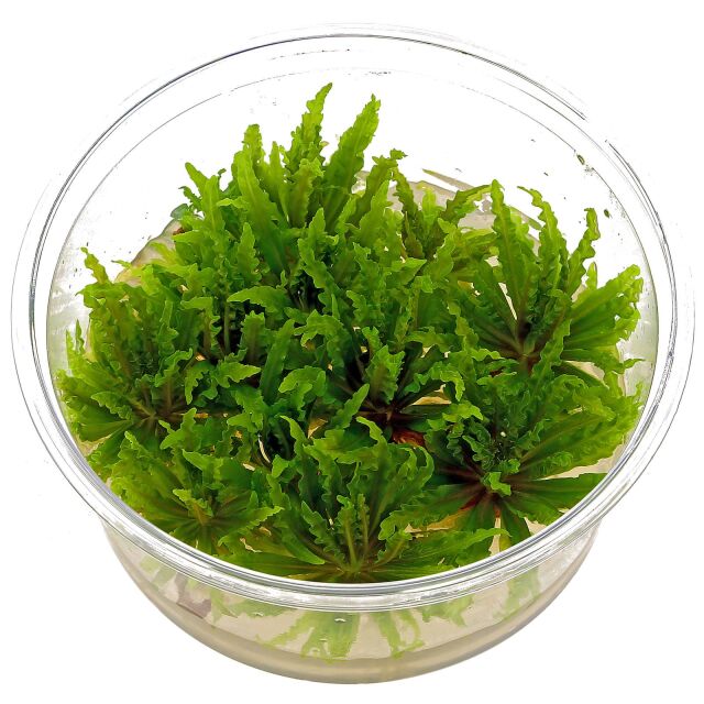 Pogostemon helferi - in Vitro XL