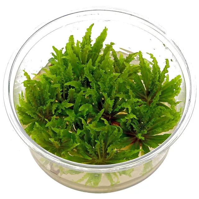 Pogostemon helferi - in Vitro XL