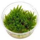 Pogostemon helferi - in Vitro XL