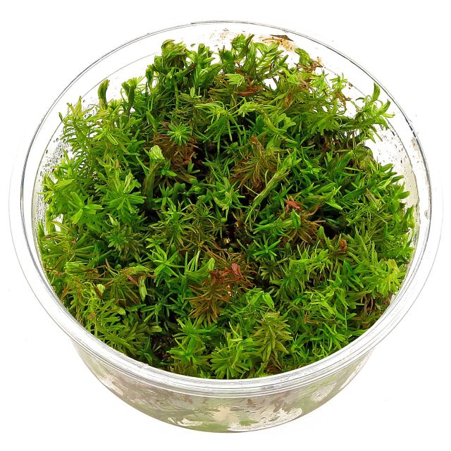 Rotala wallichii